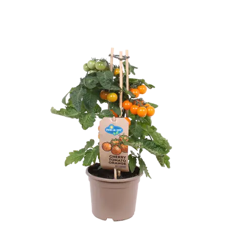 Pick-&-joy® cherrytomaat oranje, 40 cm p14 - afbeelding 1