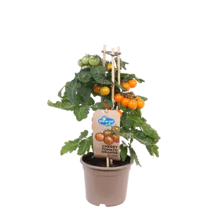 Pick-&-joy® cherrytomaat oranje, 40 cm p14