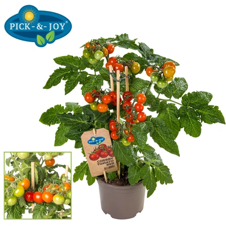 Pick-&-joy® cherrytomaat rood, 40 cm p14