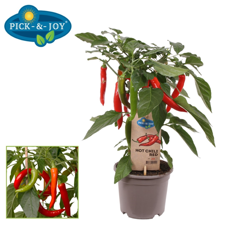Pick-&-joy® hete peper rood, 45 cm p14 - afbeelding 1