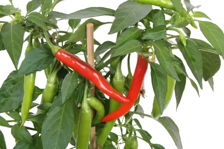 Pick-&-joy® hete peper rood, 45 cm p14 - afbeelding 2