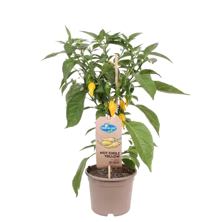 Pick-&-joy® hete peper geel, 50 cm p14 - afbeelding 1