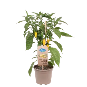 Pick-&-joy® hete peper geel, 50 cm p14