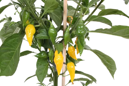 Pick-&-joy® hete peper geel, 50 cm p14 - afbeelding 2
