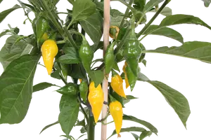 Pick-&-joy® hete peper geel, 50 cm p14 - afbeelding 2