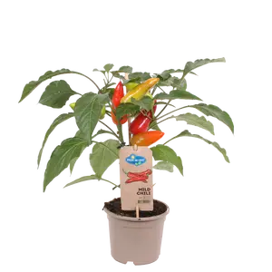 Pick-&-joy® milde peper, 45 cm p14