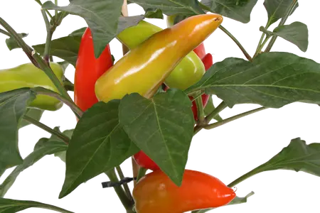 Pick-&-joy® milde peper, 45 cm p14 - afbeelding 2