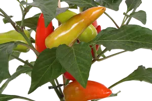 Pick-&-joy® milde peper, 45 cm p14 - afbeelding 2