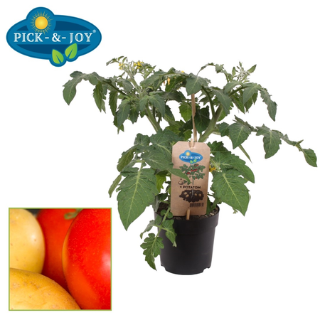 Pick-&-joy® aardappeltomaat, 30-40 cm p13 - afbeelding 1