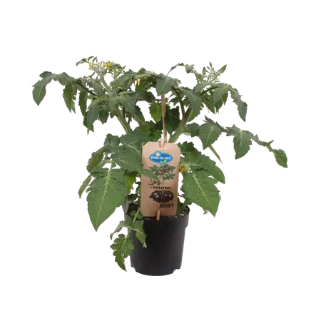 Pick-&-joy® aardappeltomaat, 30-40 cm p13 - afbeelding 2
