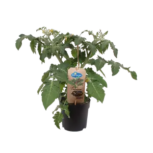 Pick-&-joy® aardappeltomaat, 30-40 cm p13 - afbeelding 2
