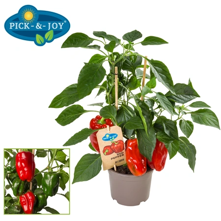 Pick-&-joy® rode paprika, 45 cm p14
