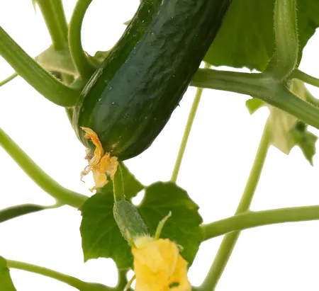 Pick-&-joy® snackkomkommer, 60-70 cm p14 - afbeelding 2