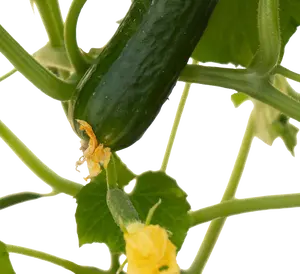 Pick-&-joy® snackkomkommer, 60-70 cm p14 - afbeelding 2