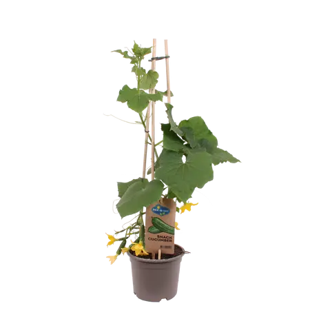 Pick-&-joy® snackkomkommer, 60-70 cm p14 - afbeelding 1