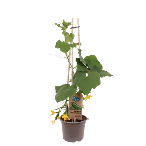 Pick-&-joy® snackkomkommer, 60-70 cm p14