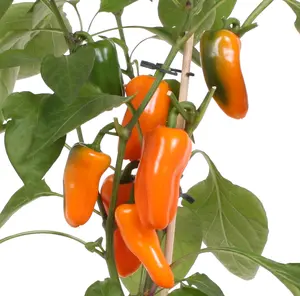 Pick-&-joy® snackpaprika oranje, 50 cm p14 - afbeelding 2