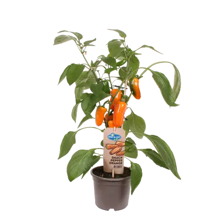Pick-&-joy® snackpaprika oranje, 50 cm p14 - afbeelding 1