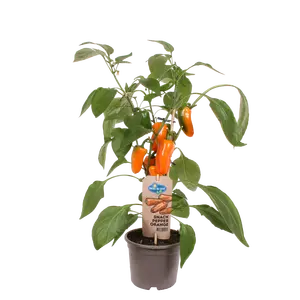 Pick-&-joy® snackpaprika oranje, 50 cm p14