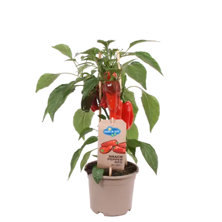 Pick-&-joy® snackpaprika rood, 45 cm p14