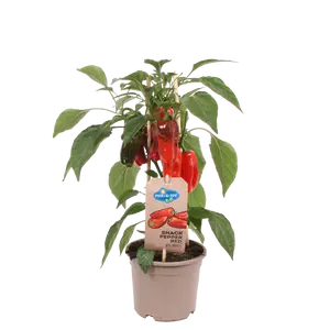 Pick-&-joy® snackpaprika rood, 45 cm p14