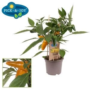 Pick-&-joy® snackpaprika geel, 45 cm p14