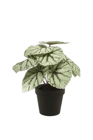BEGONIA LEAVES BUSH 25CM GREY IN BL