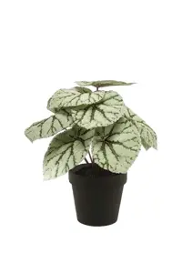 BEGONIA LEAVES BUSH 25CM GREY IN BL