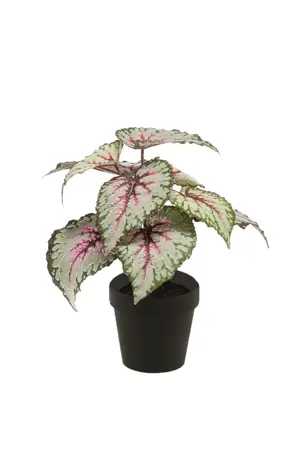 BEGONIA LEAVES BUSH 25CM GREY/PINK