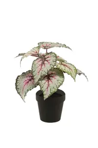 BEGONIA LEAVES BUSH 25CM GREY/PINK