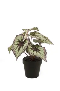 BEGONIA LEAVES BUSH 25CM GREY/PURPL