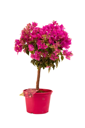 BOUGAINVILLE P18 MINI