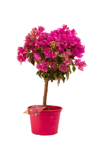 BOUGAINVILLE P18 MINI