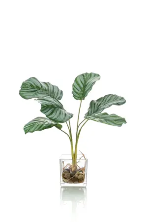 CALATHEA X6 35CM IN GLASS POT 8CM