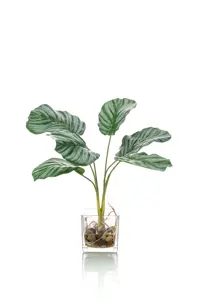 CALATHEA X6 35CM IN GLASS POT 8CM
