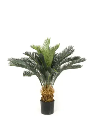 CYCAS REVOLUTA 90CM/24LVS