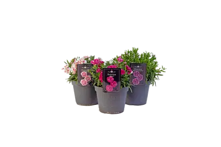 DIANTHUS DOUBLELICIOUS MIXLAAG P15