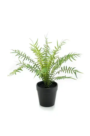 FERN BLECHNUM 20CM IN BLACK POT 9.5