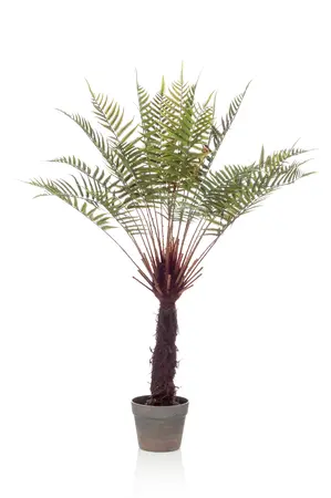FERN DICKSONIA TREE 105CM