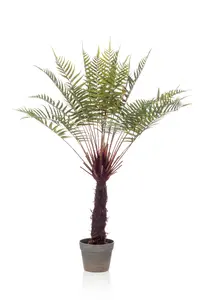 FERN DICKSONIA TREE 105CM