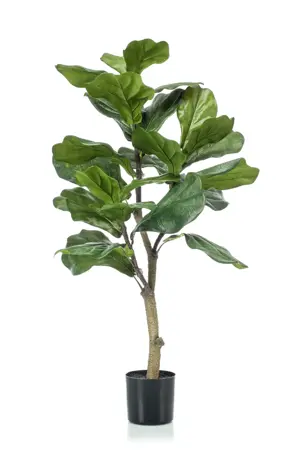 FICUS LYRATA 90CM/24LVS