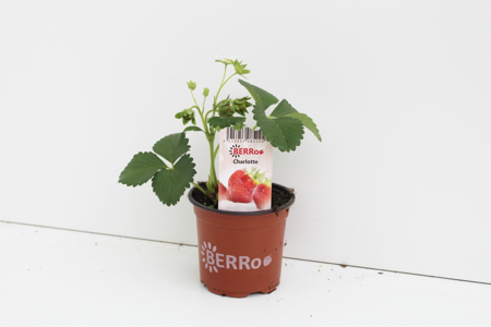 FRAGARIA CHARLOTTE P10,5 - afbeelding 1
