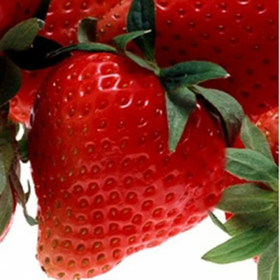 FRAGARIA CHARLOTTE P10,5 - afbeelding 2