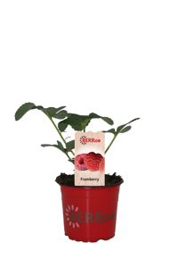 FRAGARIA FRAMBERRY P12