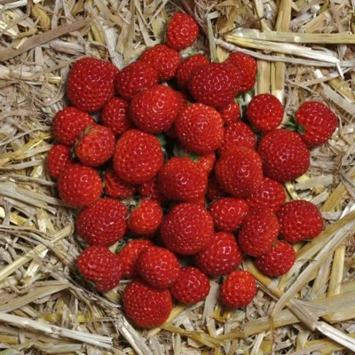 FRAGARIA FRAMBERRY P12 - afbeelding 2