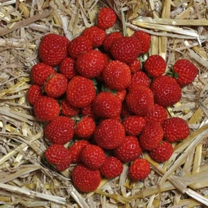 FRAGARIA FRAMBERRY P12 - afbeelding 2