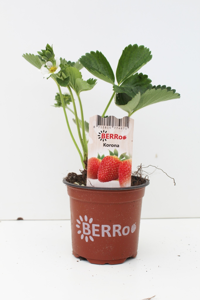 FRAGARIA KORONA P10,5