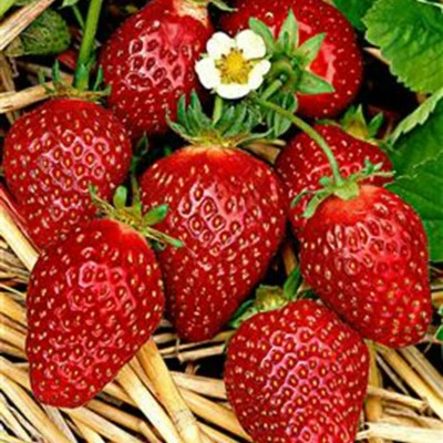 FRAGARIA KORONA P10,5 - afbeelding 2