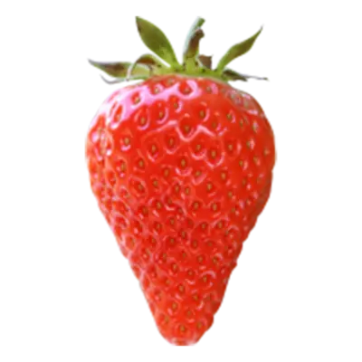 FRAGARIA LAMBADA P10,5 - afbeelding 2