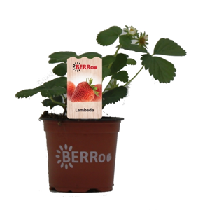 FRAGARIA LAMBADA P10,5